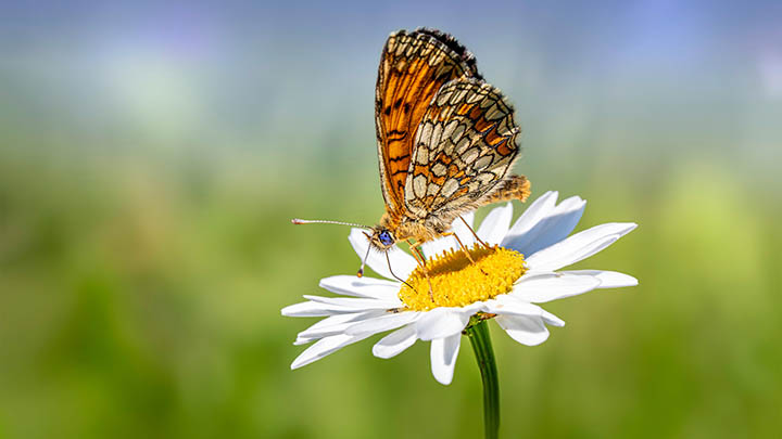 如何从微软官网快速下载WPS？ 二