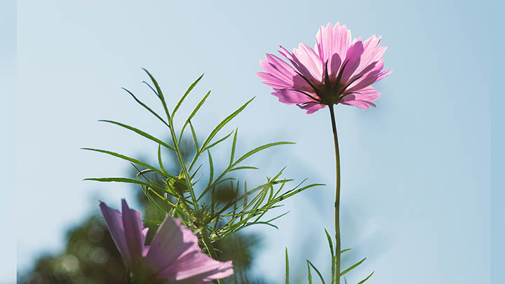 WPS壁纸下载：轻松设置的3步操作指南 二