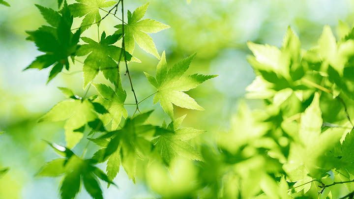 WPS壁纸下载指南：获取精美背景的3个简单步骤 二