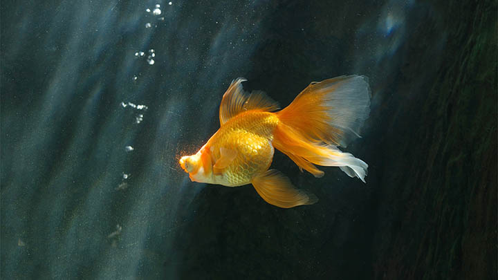 WPS软件下载：如何快速获取官方正版安装文件 二