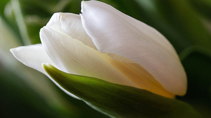 WPS照片下载指南：全新图片提取技术详解 二