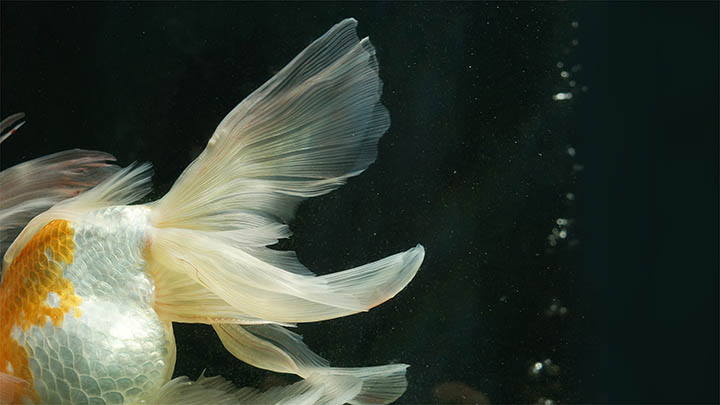 WPS学堂下载指南：如何快速获取免费高效学习资源 二