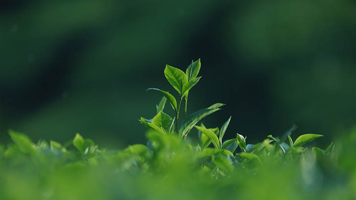 WPS正版怎么下载？简单三步搞定！ 二