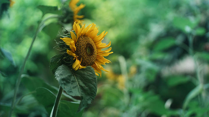 3分钟掌握WPS内容下载技巧：快速入门指南 二