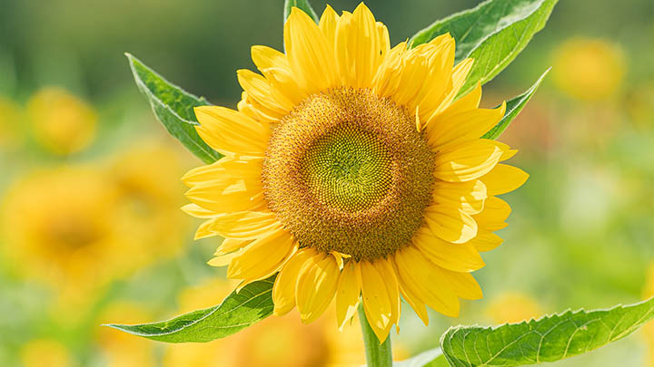 免费下载WPS的详细教程在哪里找？ 二