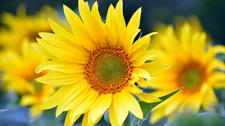 如何用WPS轻松下载PDF文件?掌握实用技巧的4大方案 如何用WPS轻松下载PDF文件?掌握实用技巧的4大方案 二