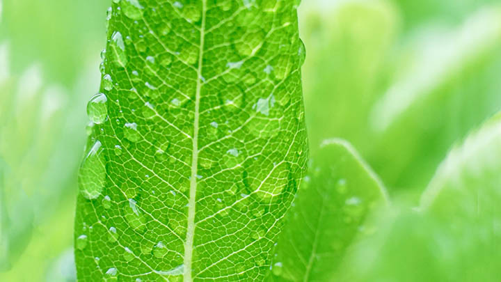 WPS插件下载技巧：轻松获取实用资源的3种方法 二