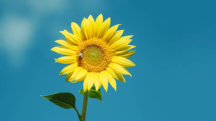 全套WPS怎么下载？最全安装指南在这里！ 二