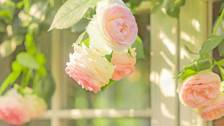 WPS正版下载安装全攻略：免费获取官方原版的方法 二