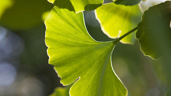 如何轻松完成WPS免费下载安装？ 二