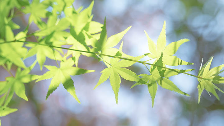 Windows下载WPS难？实用官方镜像和快捷技巧全揭秘 二